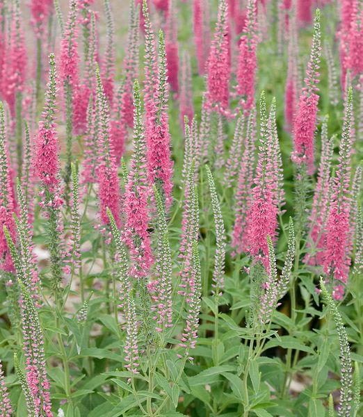 Veronica spicata 'Rosa Zwerg'